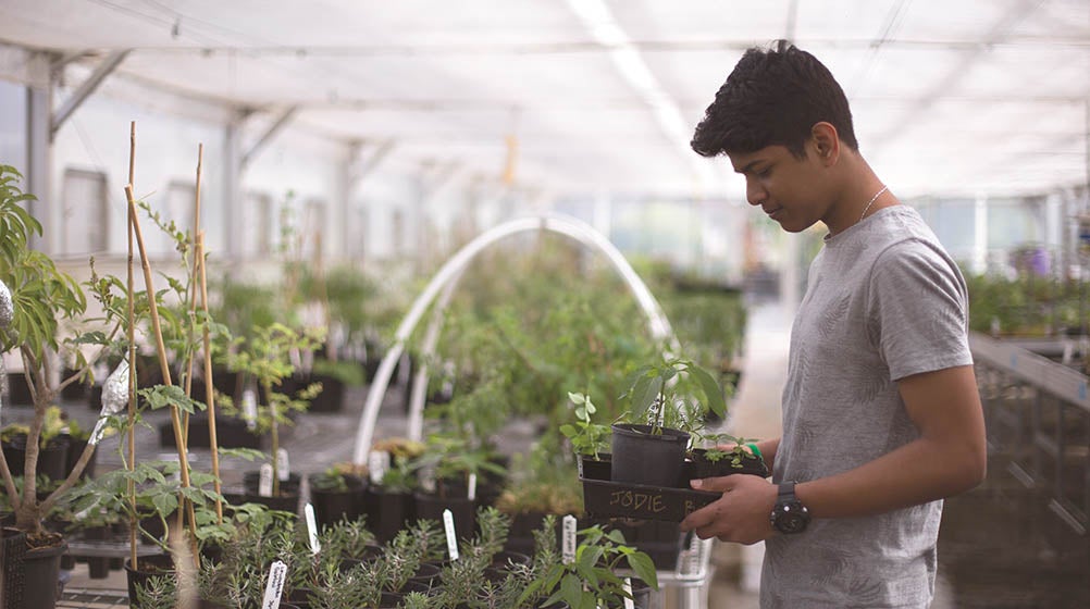 Image of a student holding a tray of small plants in the greenhouse at Holmesglen.