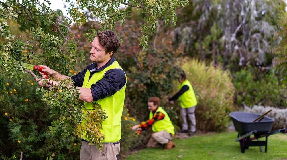 Photo of three Holmesglen students pruning the trees.
